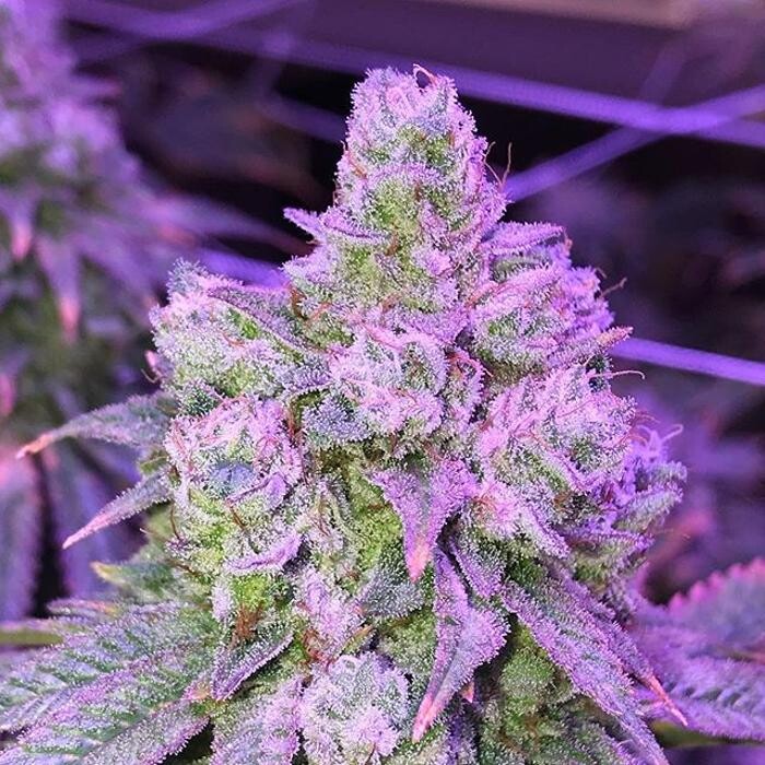 Images The Superior Dispensary