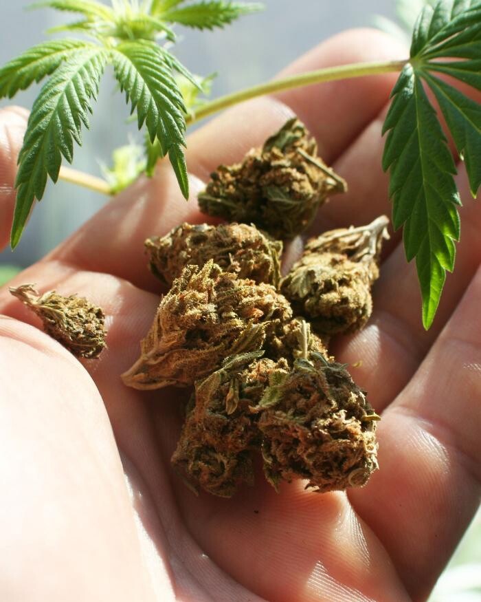 Images The Superior Dispensary