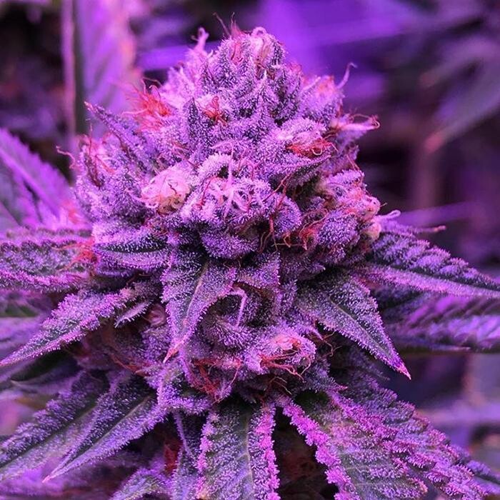 Images The Superior Dispensary
