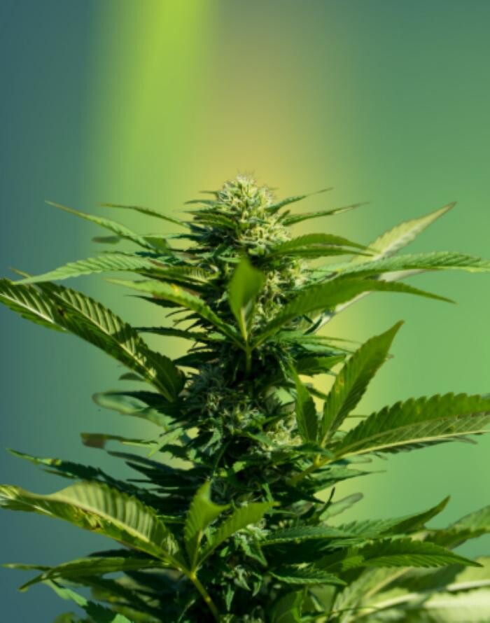 Images The Superior Dispensary