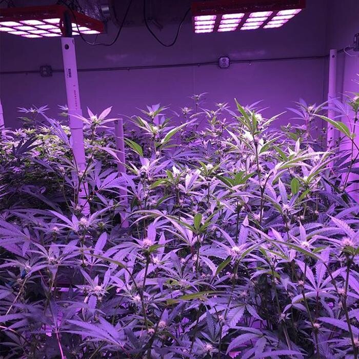 Images The Superior Dispensary