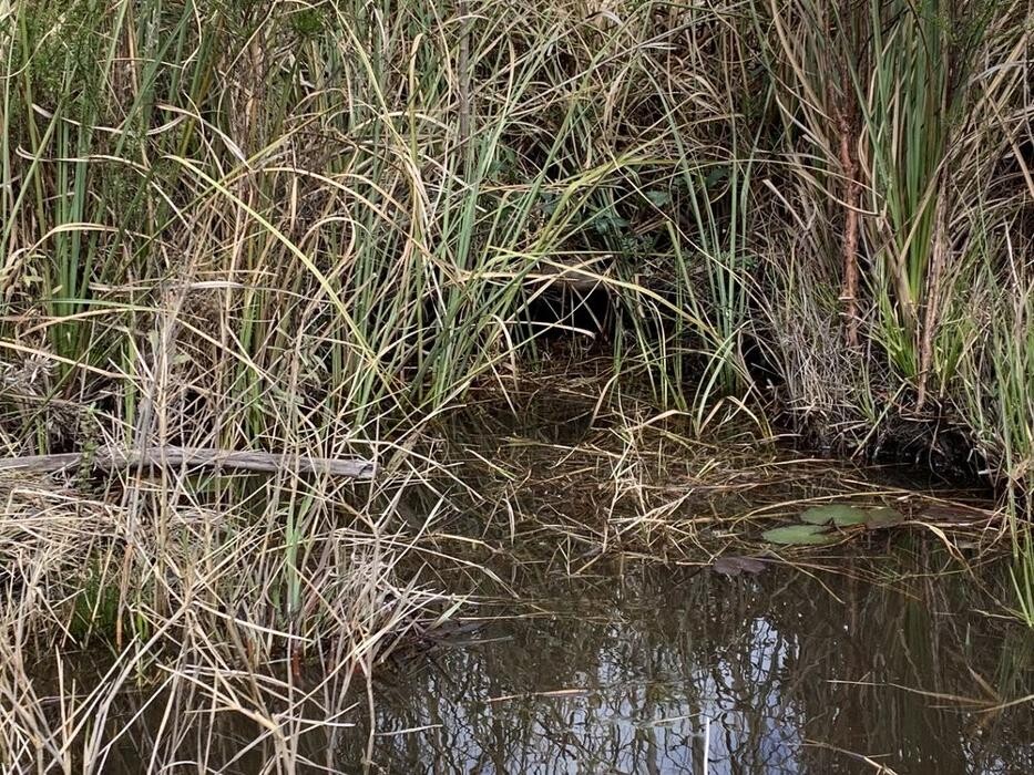 Images Gulf Coast Gator Ranch & Tours