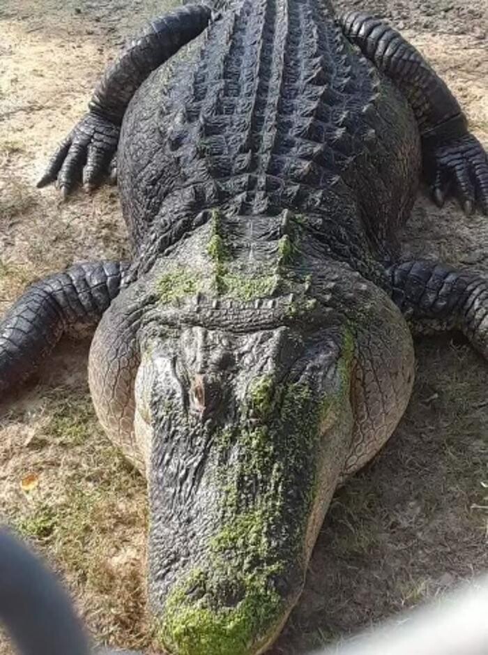 Images Gulf Coast Gator Ranch & Tours