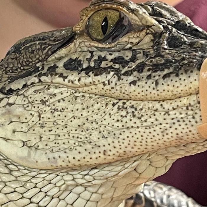 Images Gulf Coast Gator Ranch & Tours