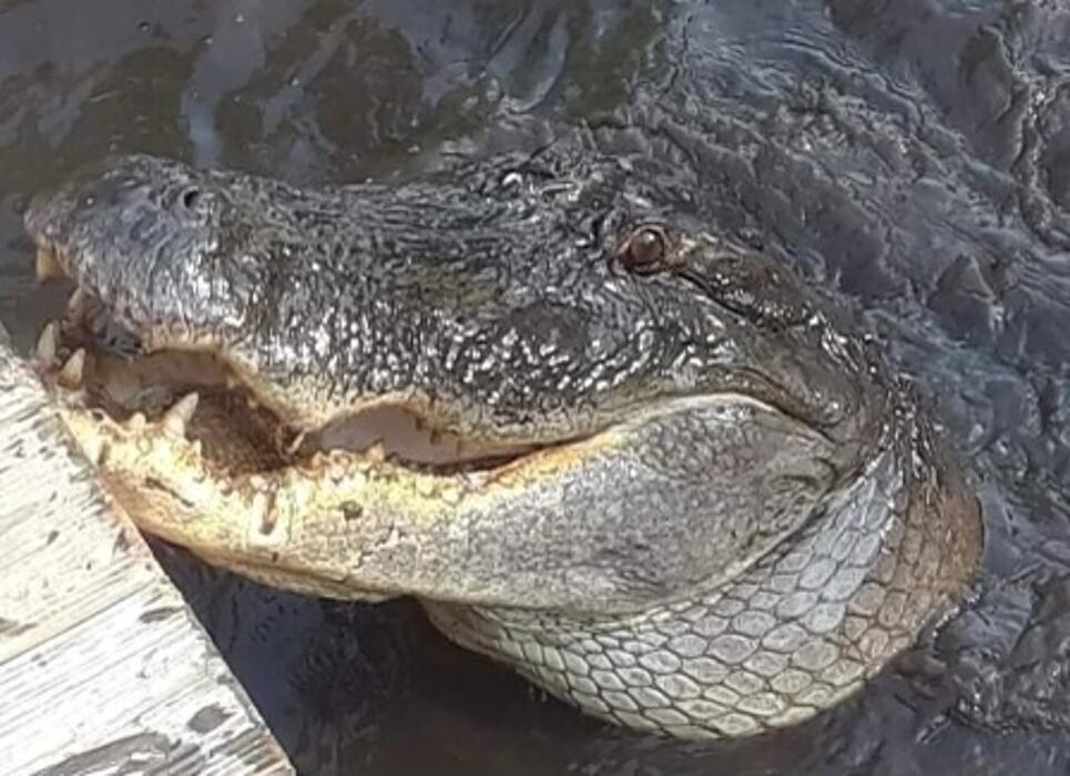 Images Gulf Coast Gator Ranch & Tours
