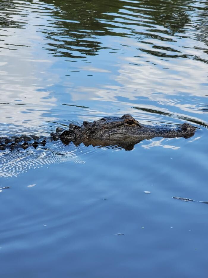 Images Gulf Coast Gator Ranch & Tours