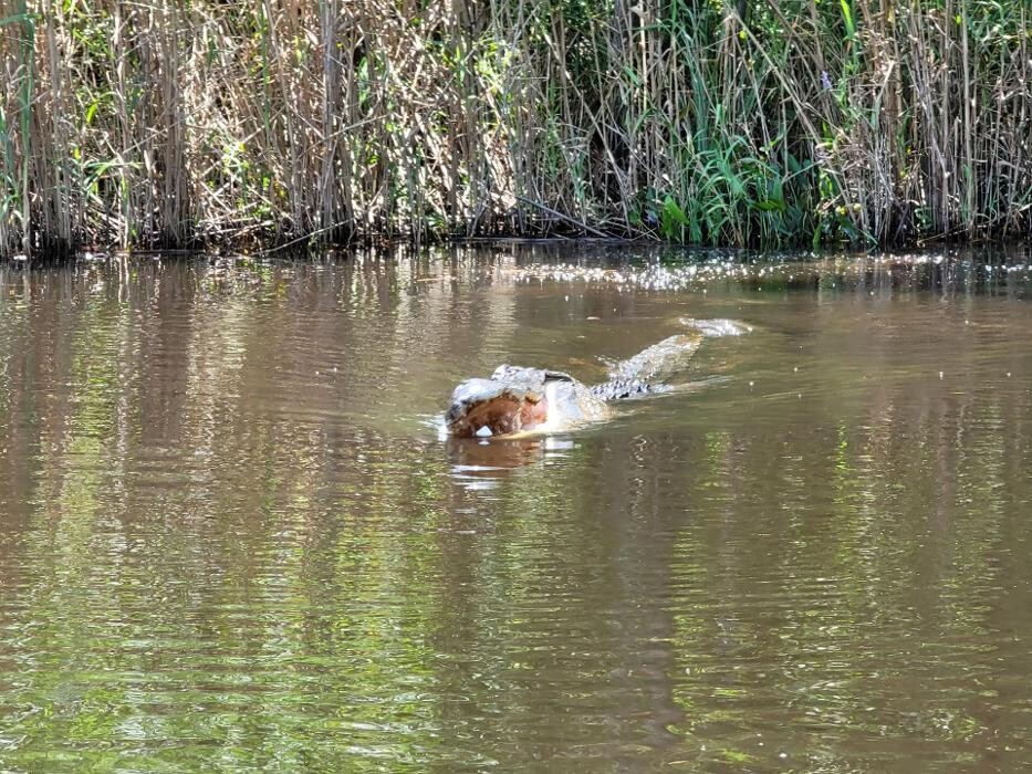 Images Gulf Coast Gator Ranch & Tours