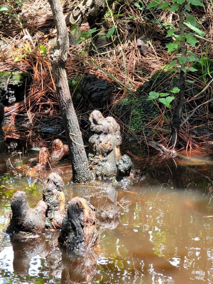Images Gulf Coast Gator Ranch & Tours