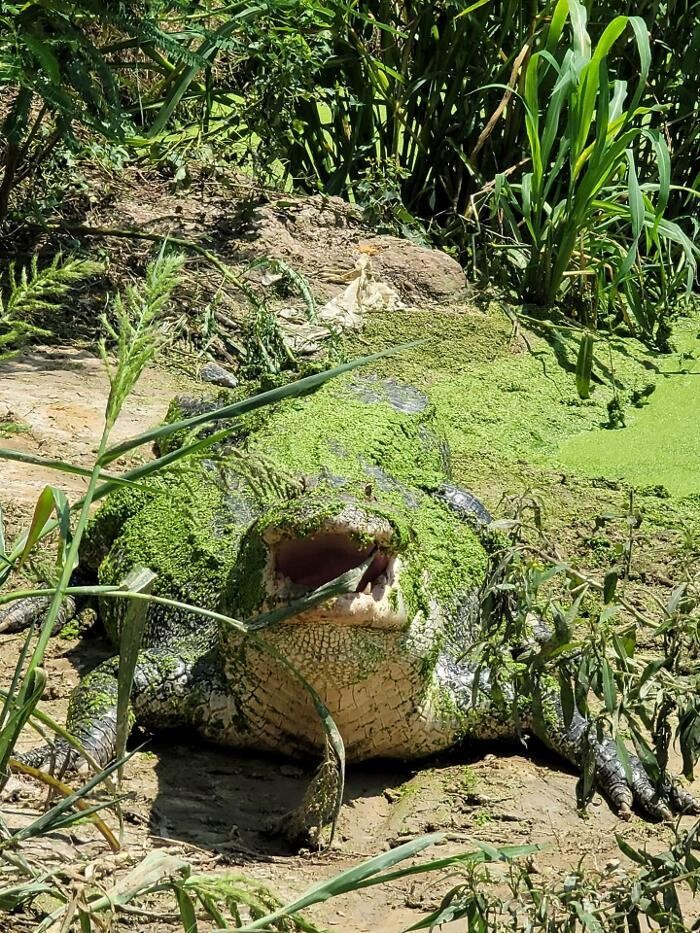 Images Gulf Coast Gator Ranch & Tours