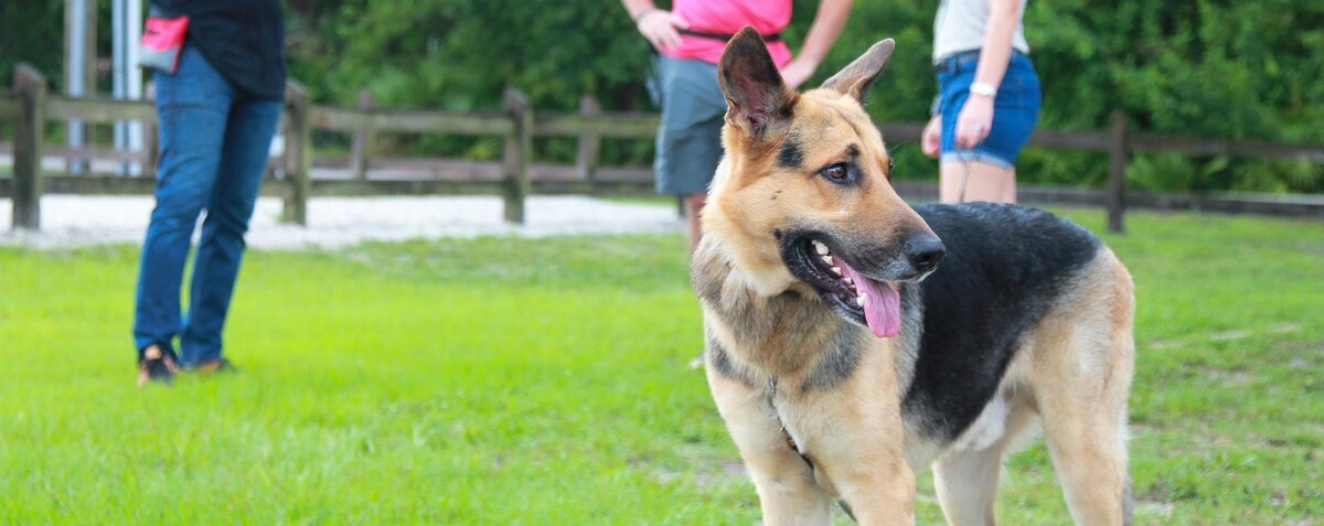 Images Swan Dog Training