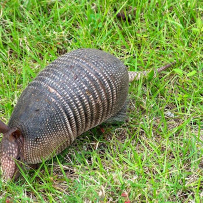 Images Total Animal Control