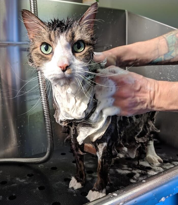 Images 9 Lives Holistic