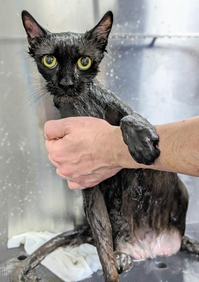 Images 9 Lives Holistic