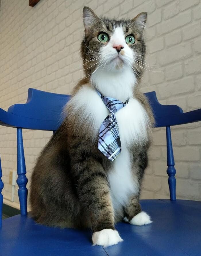 Images 9 Lives Holistic