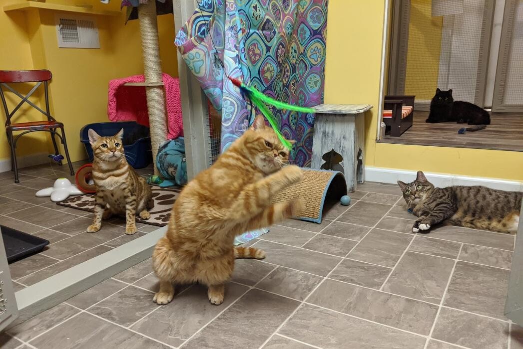 Images 9 Lives Holistic