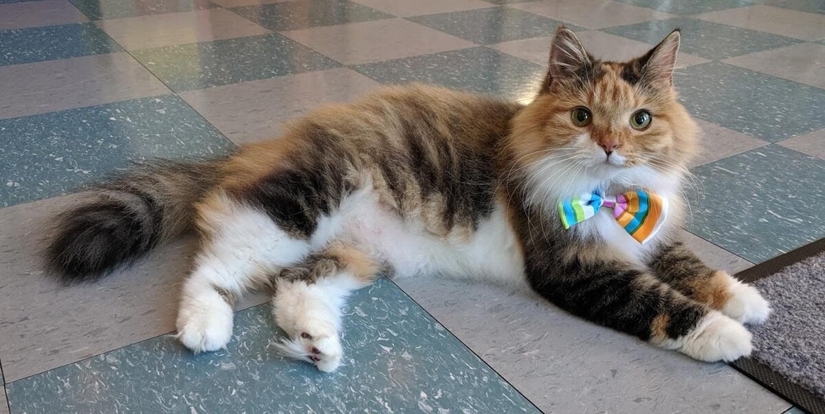 Images 9 Lives Holistic