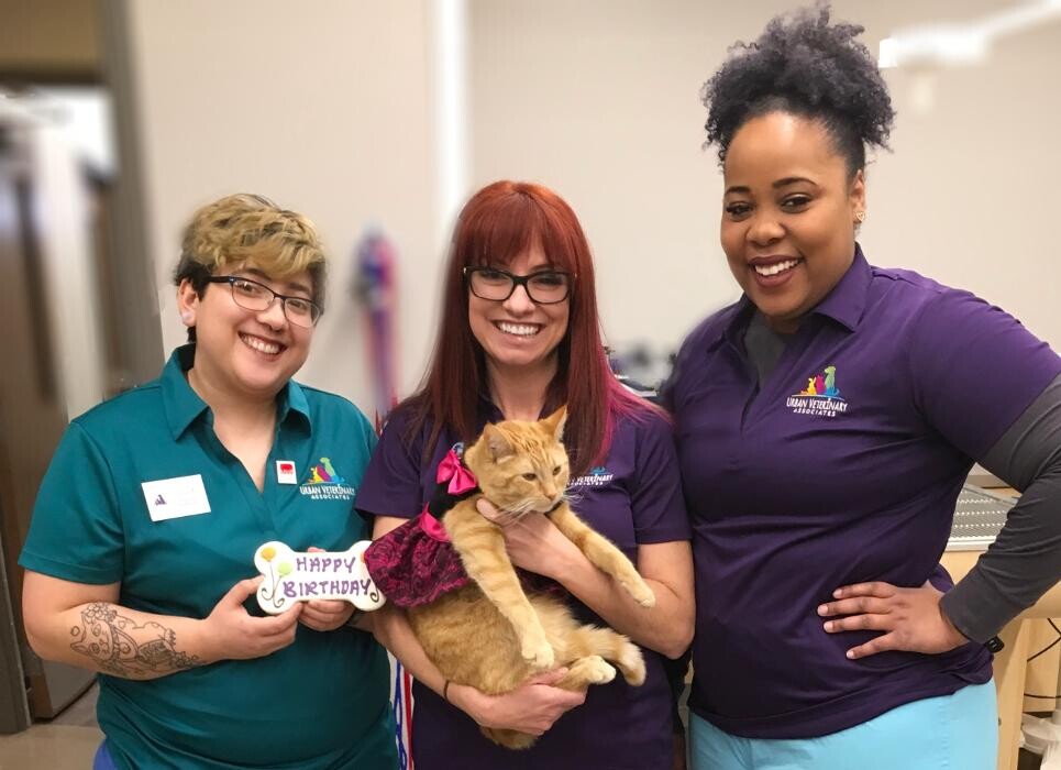 Images Urban Veterinary Associates
