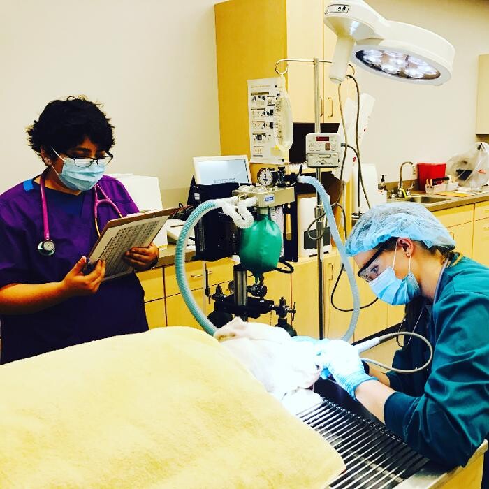 Images Urban Veterinary Associates