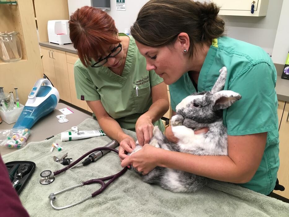 Images Urban Veterinary Associates