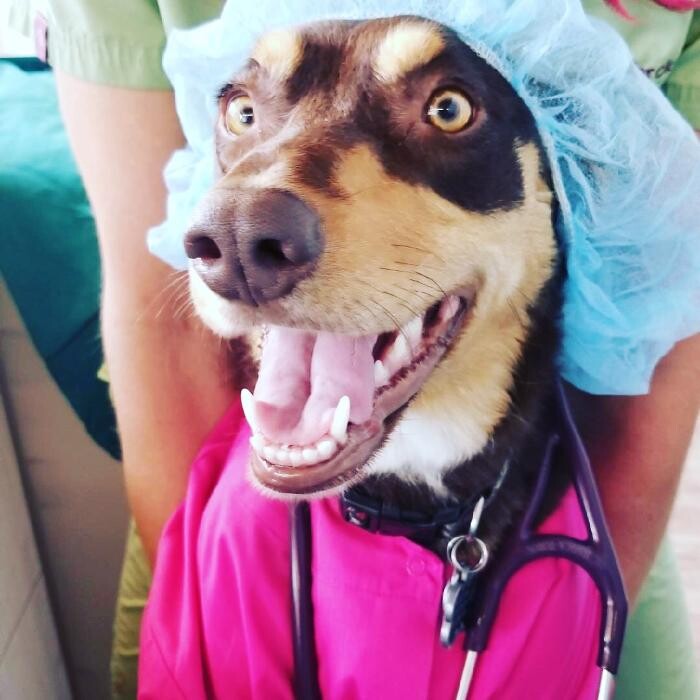 Images Urban Veterinary Associates