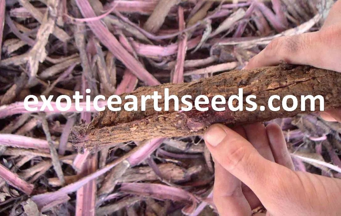 exotic earth seeds Logo