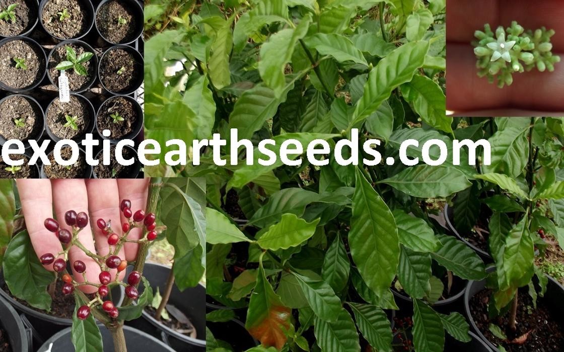 Images exotic earth seeds