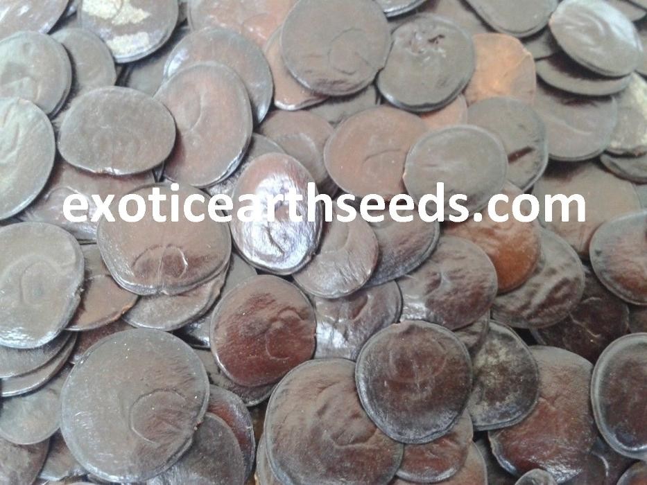 Images exotic earth seeds