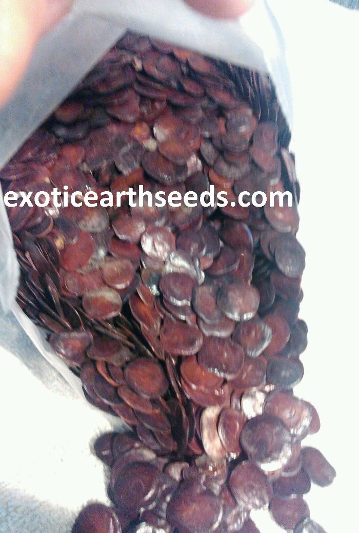 Images exotic earth seeds