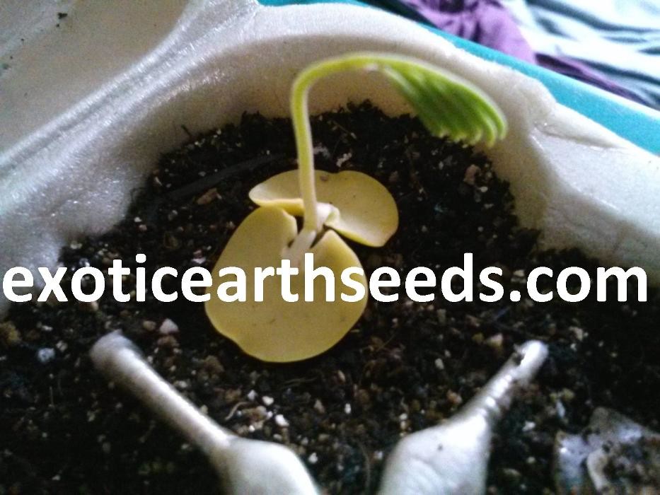 Images exotic earth seeds