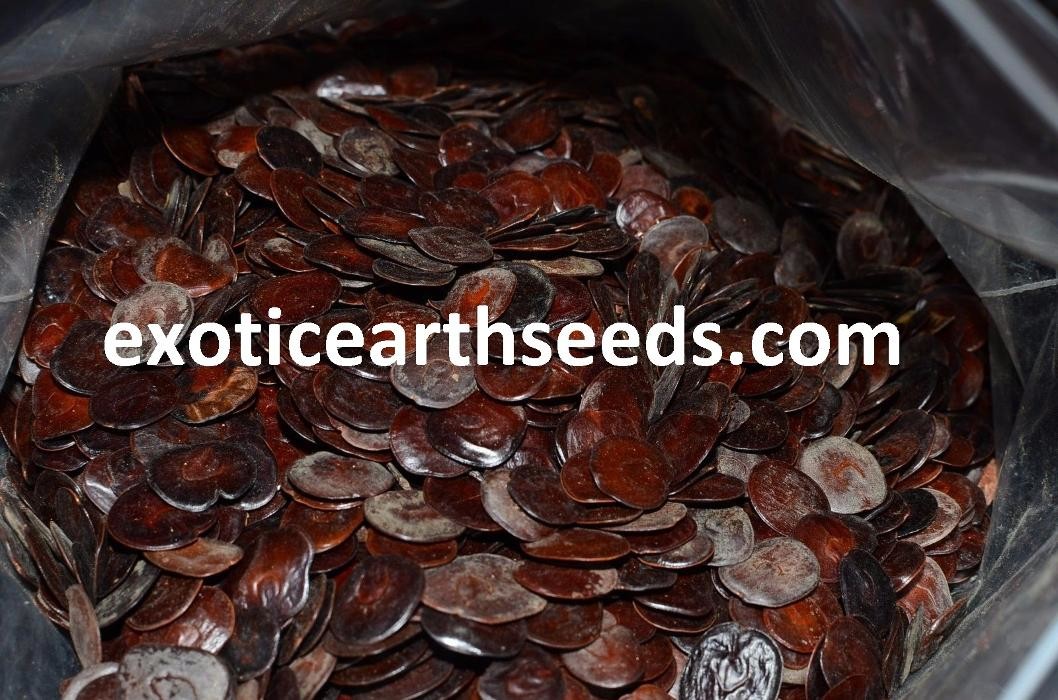 Images exotic earth seeds