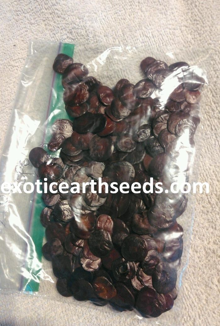 Images exotic earth seeds