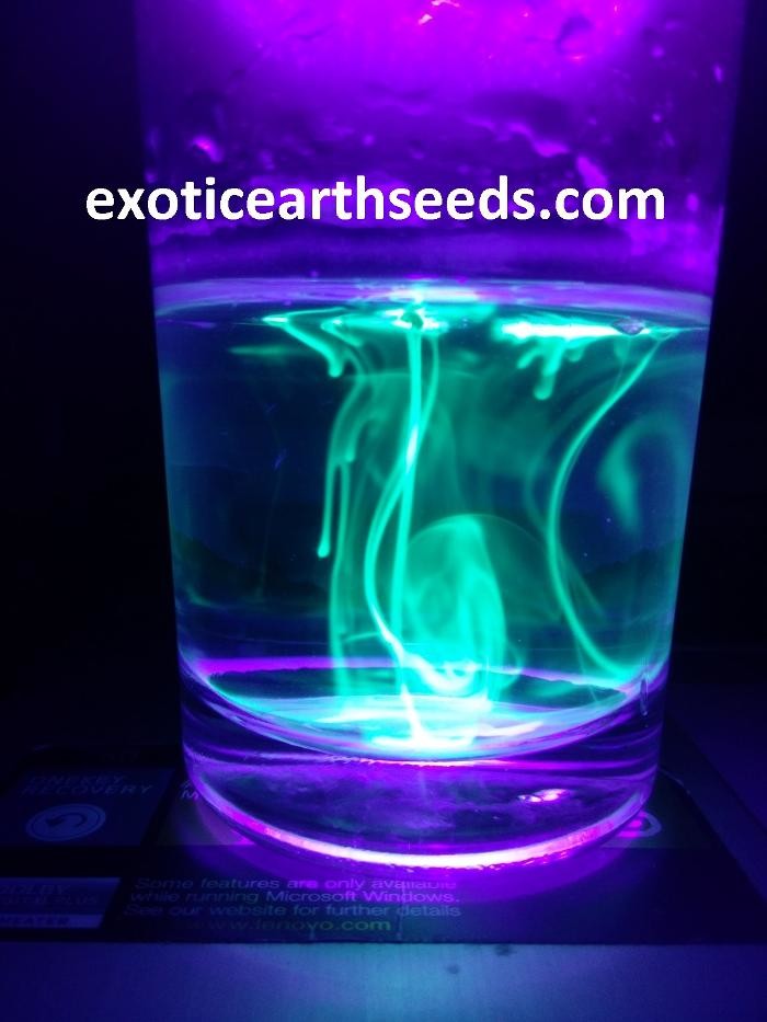 Images exotic earth seeds