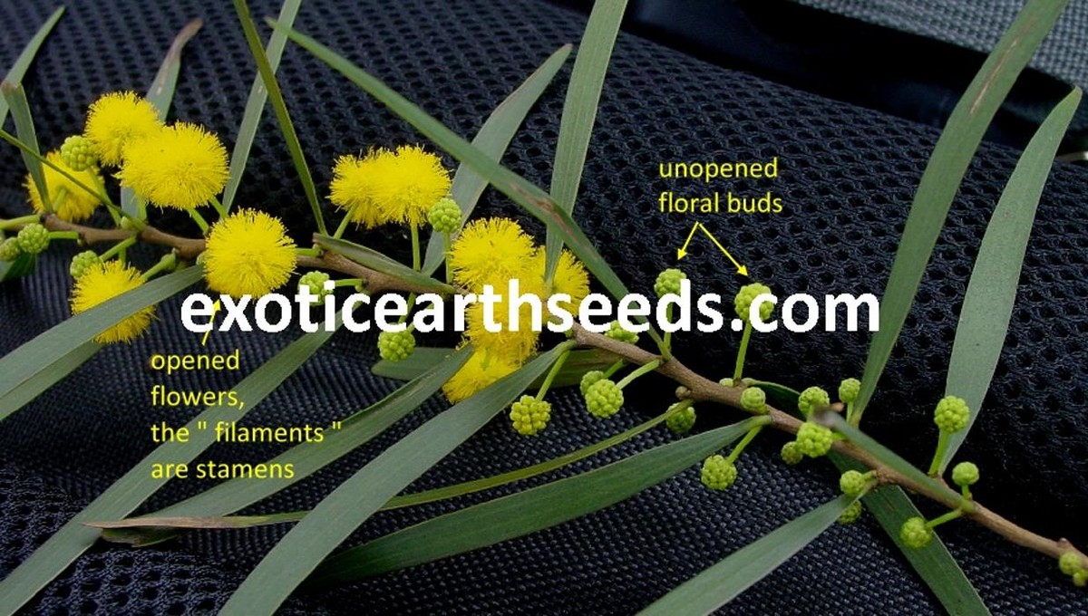 Images exotic earth seeds