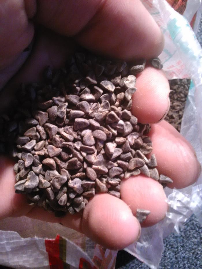 Images exotic earth seeds