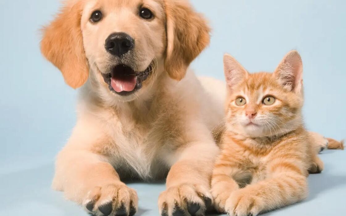Images West Park Veterinary Services