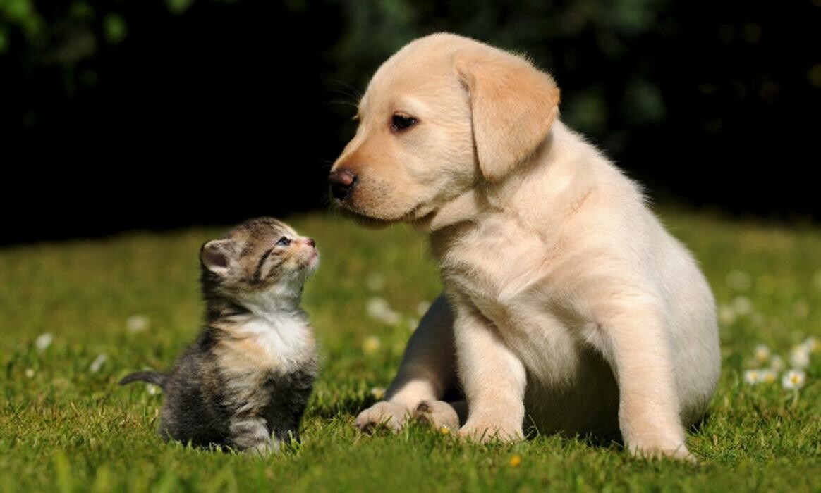 Images West Park Veterinary Services