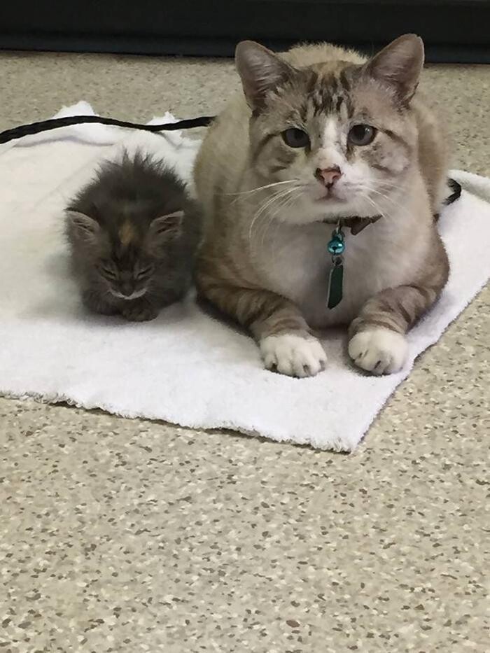 Images West Park Veterinary Services