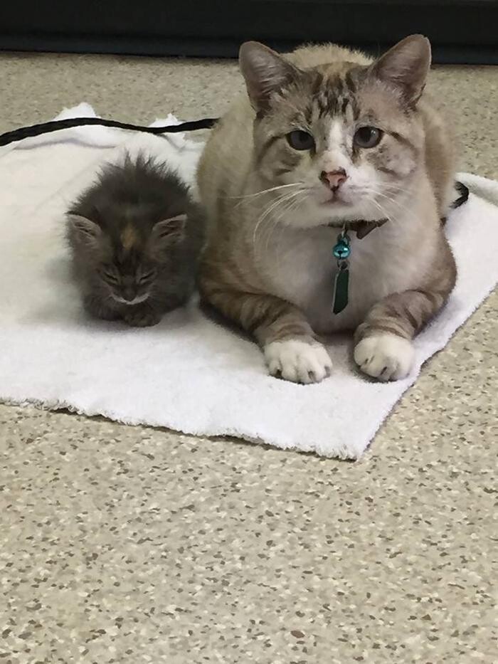 Images West Park Veterinary Services