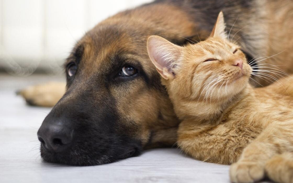 Images West Park Veterinary Services