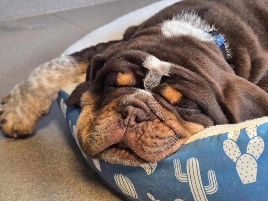 Images Patton Veterinary Hospital