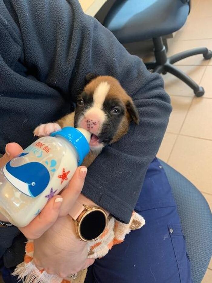 Images Patton Veterinary Hospital