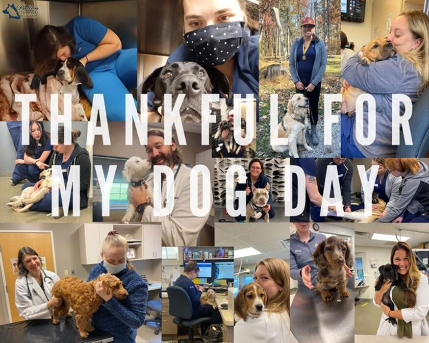 Images Patton Veterinary Hospital