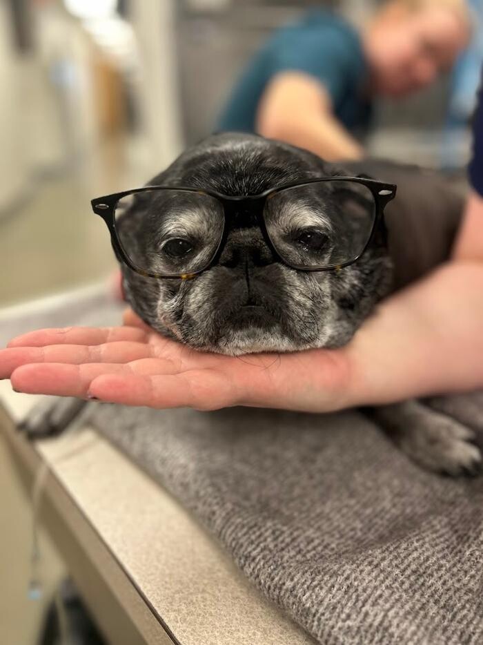 Images Patton Veterinary Hospital
