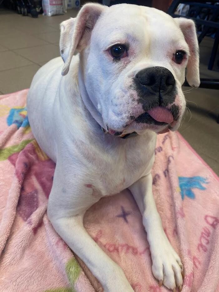 Images Patton Veterinary Hospital