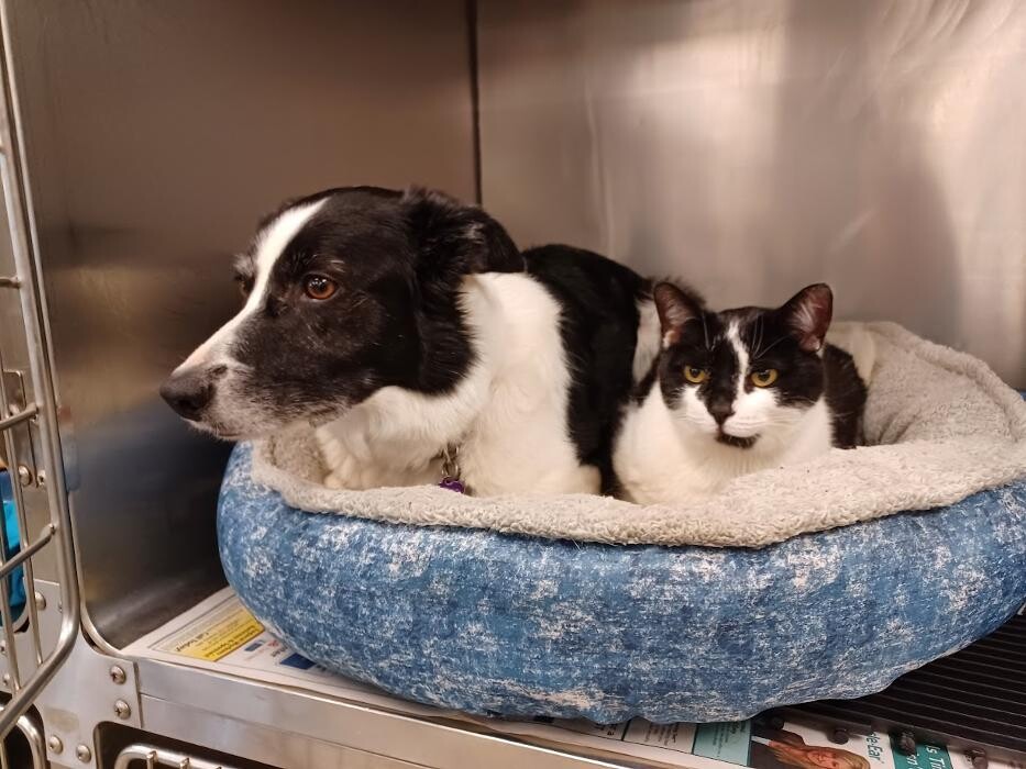 Images Patton Veterinary Hospital