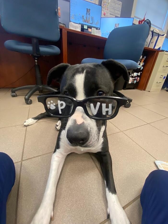 Images Patton Veterinary Hospital