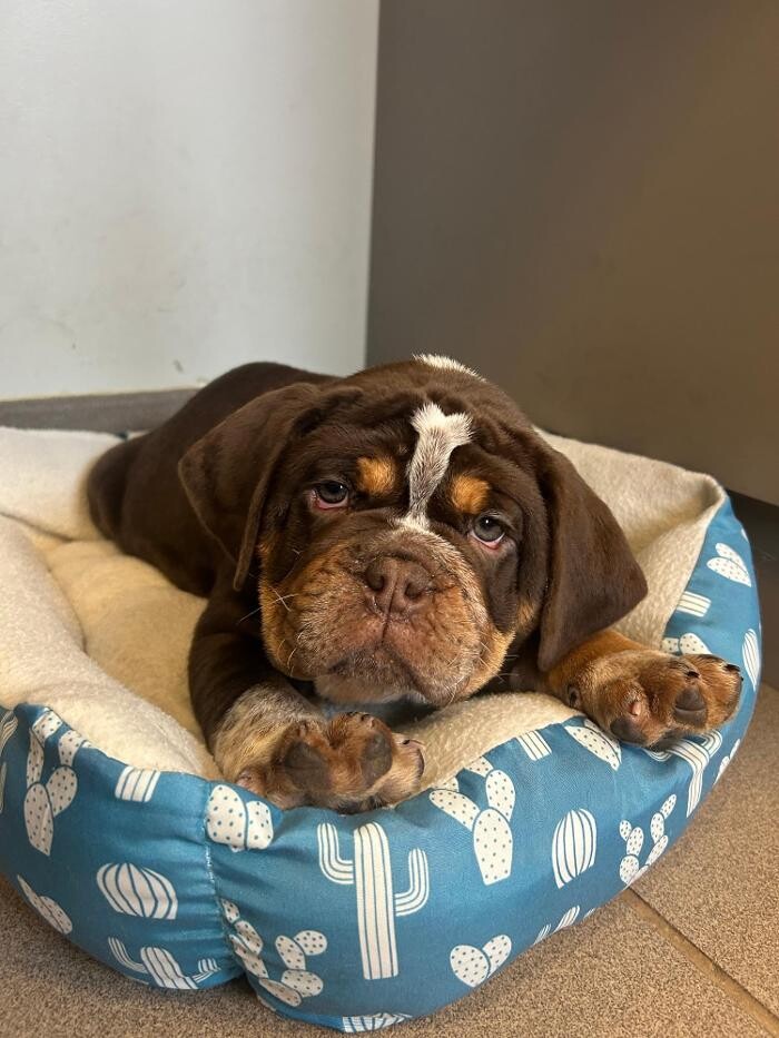Images Patton Veterinary Hospital