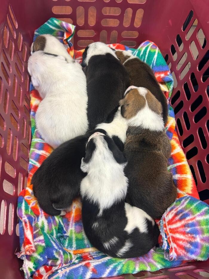 Images Patton Veterinary Hospital