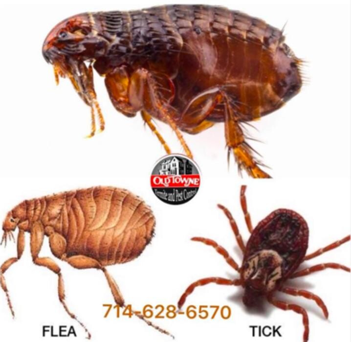 Images Old Towne Termite and Pest Control