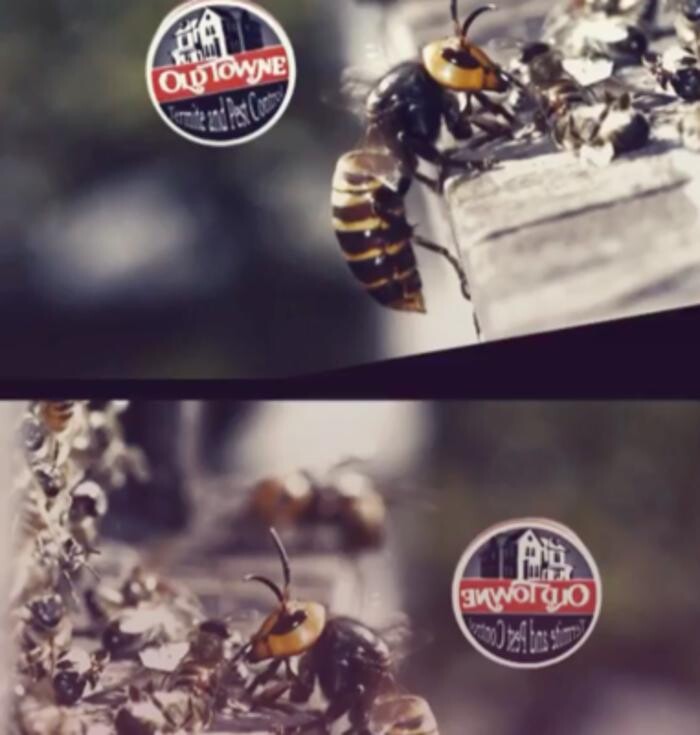 Images Old Towne Termite and Pest Control